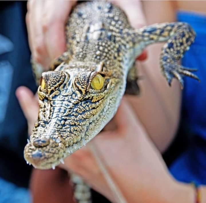 Madu River Baby Crocodiles